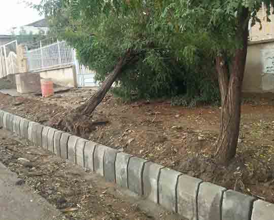 خشکاندن درخت توسط آبادگران