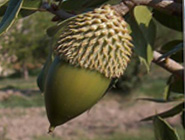 کاشت بلوط