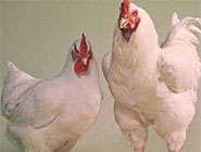 مرغ ارگانیک