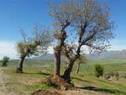 درخت بلوطی که با همت دوستداران طبیعت قامتش راست شد .