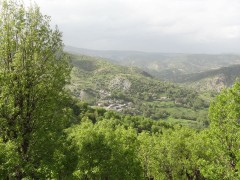 پوشش گیاهی شهرستان بانه