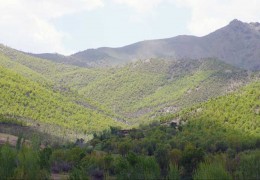 جوامع جنگلي منطقه