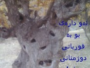 جمع آوری بلوط از جنگل