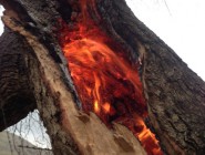 سوزاندن درختان بلوط در روستای چومان و زلی
