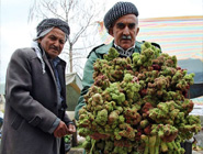 آیا مراتع و عرصه های طبیعی ما ، توان برداشت حجم عظیمی از گیاهان بهاری را دارد ؟!