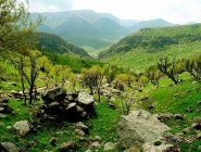 روند جنگل‌های زاگرس و بررسی شرایط موجود جنگل‌های کردستان