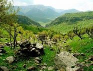 روند جنگلهای زاگرس و بررسی شرایط موجود جنگلهای کردستان روند جنگلهای زاگرس و بررسی شرایط موجود جنگلهای کردستان