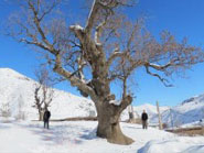 درخت بلوط 1500 ساله در بانه
