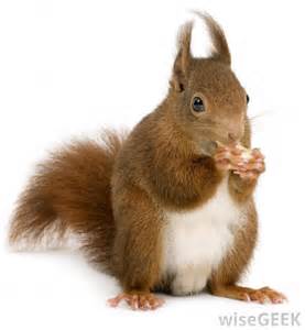 اهمیت سنجاب برای جنگلهای زاگرس