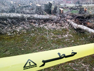 آماده سازی برای اجرای  مراسم مردمی در محل فاجعه قطع درختان سورین بانه