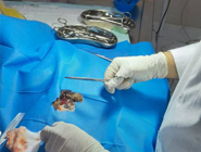 انجام عمل جراحی برای نجات شاهین زخمی توسط تیم کمیته حمایت از حیوانات پاژین